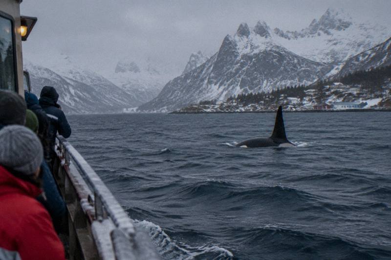 Tromsø Whale & Orca Safari – All-Inclusive (Max 50 pax)