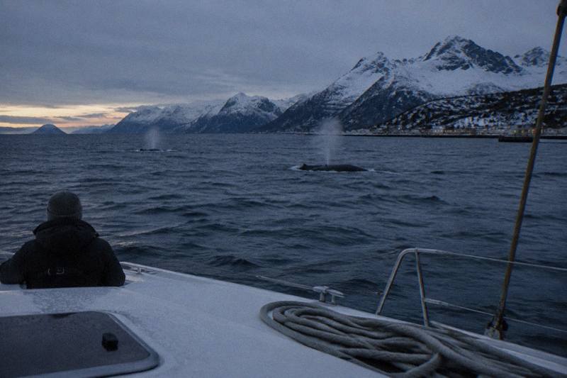 Tromsø: Whale Watching - fast and comfortable catamaran