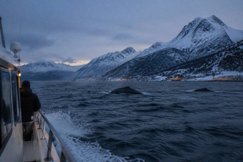 Tromsø: Whale Watching Safari on High-Speed Catamaran