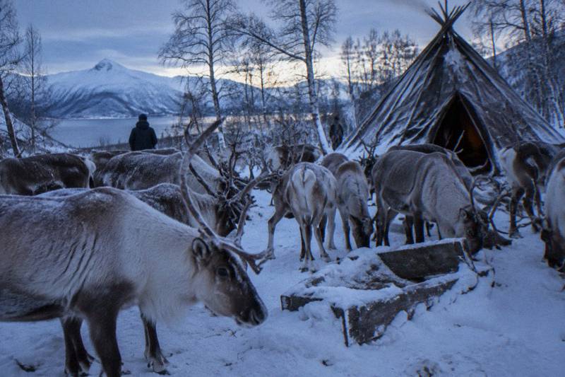 Tromsø: Reindeer Camp and Sami Cultural Tour with Lunch