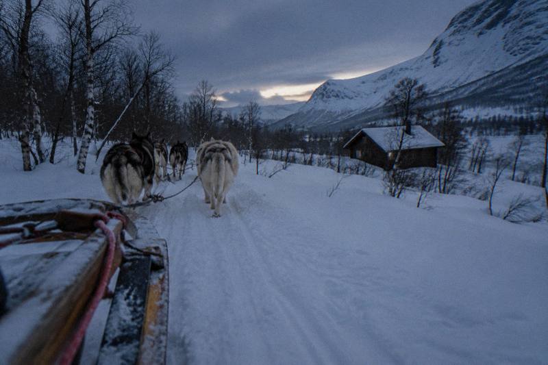 From Tromsø: Dog Sledding Adventure in Tamokdalen