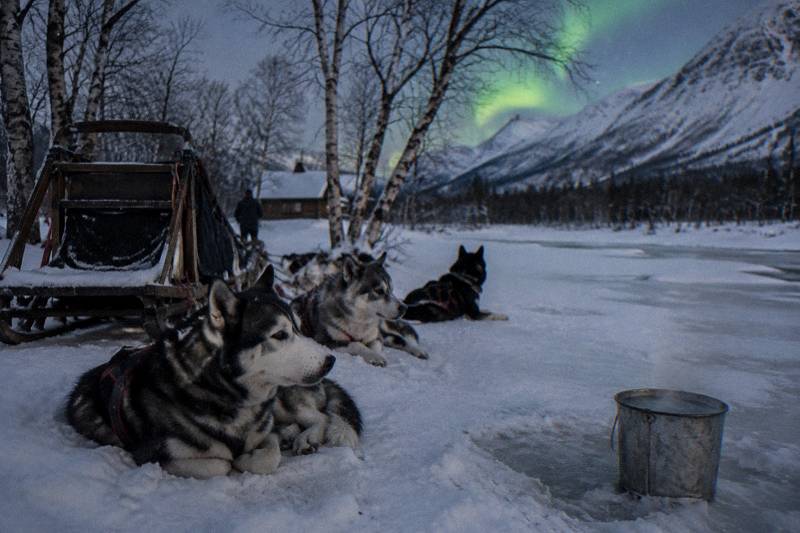 Tromsø: Northern Lights Husky Visit with Traditional Dinner