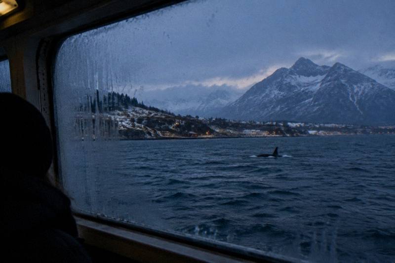 Tromsø: Orca and Whale Watching Heated Boat Trip