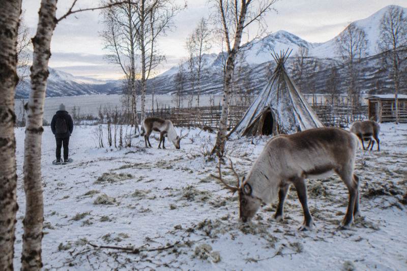 Tromsø: Snowshoeing Tour & Reindeer Encounter with Lunch